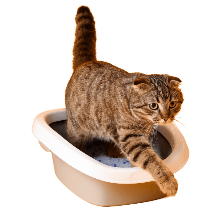 Cat Litter