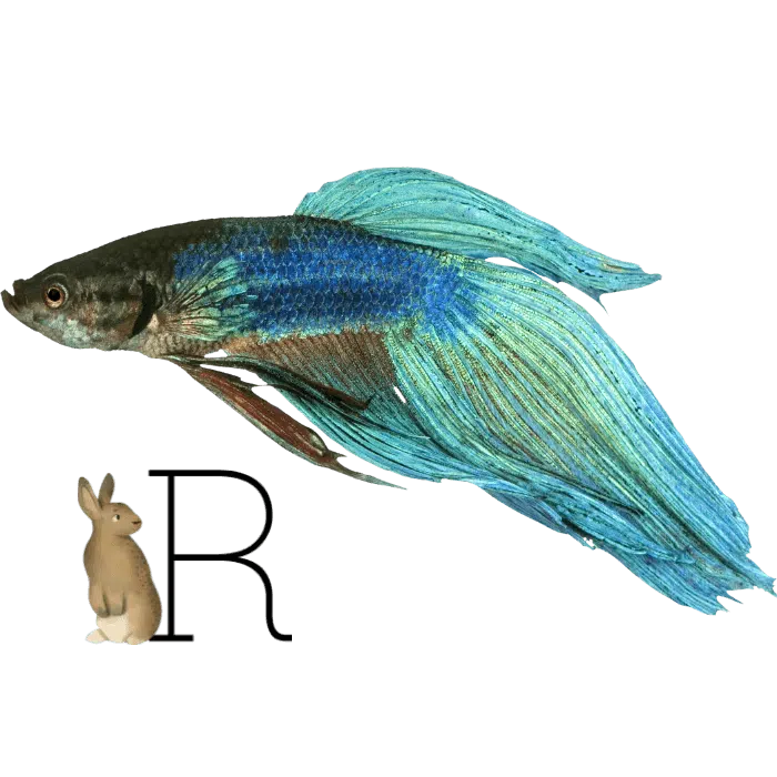 Fish and Rabbit Fish and Rabbit