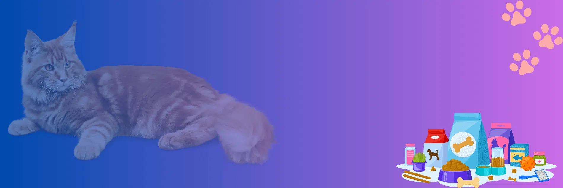 Cat Accessories