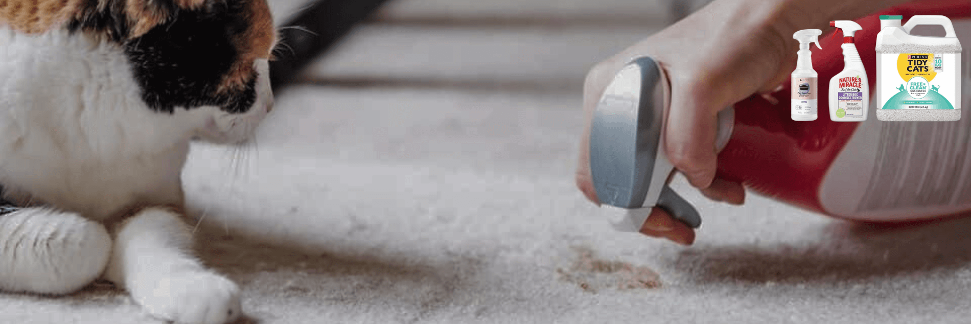 Cat Cleanup And Odor Control