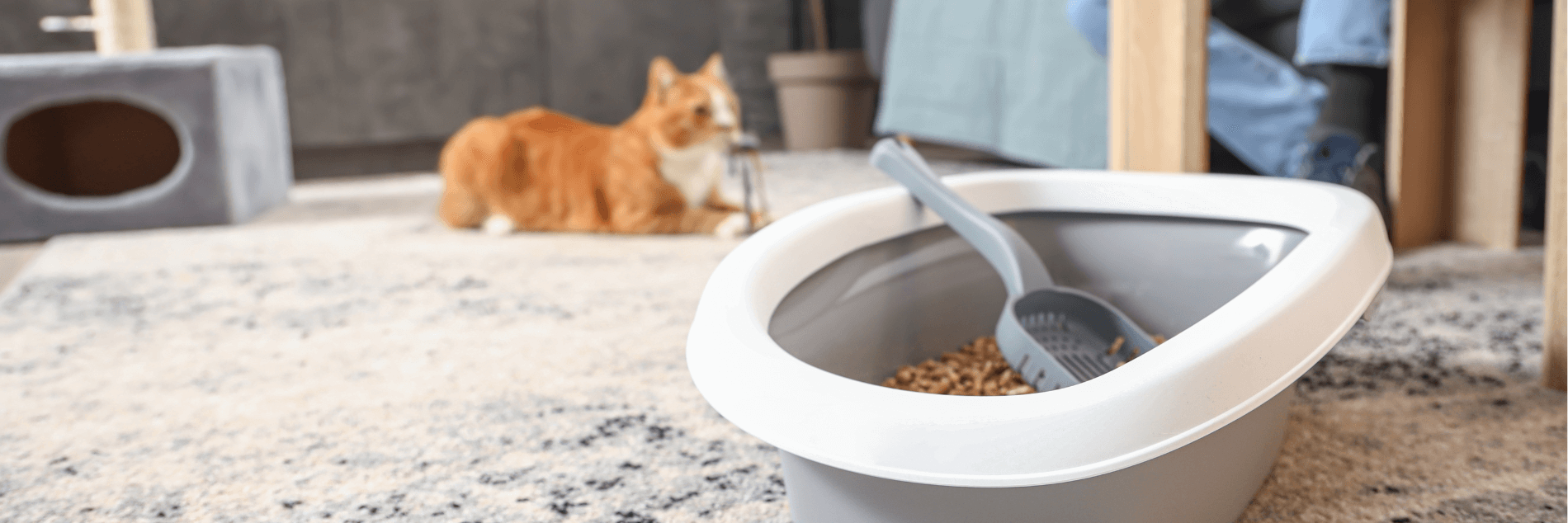 Cat Litter Box