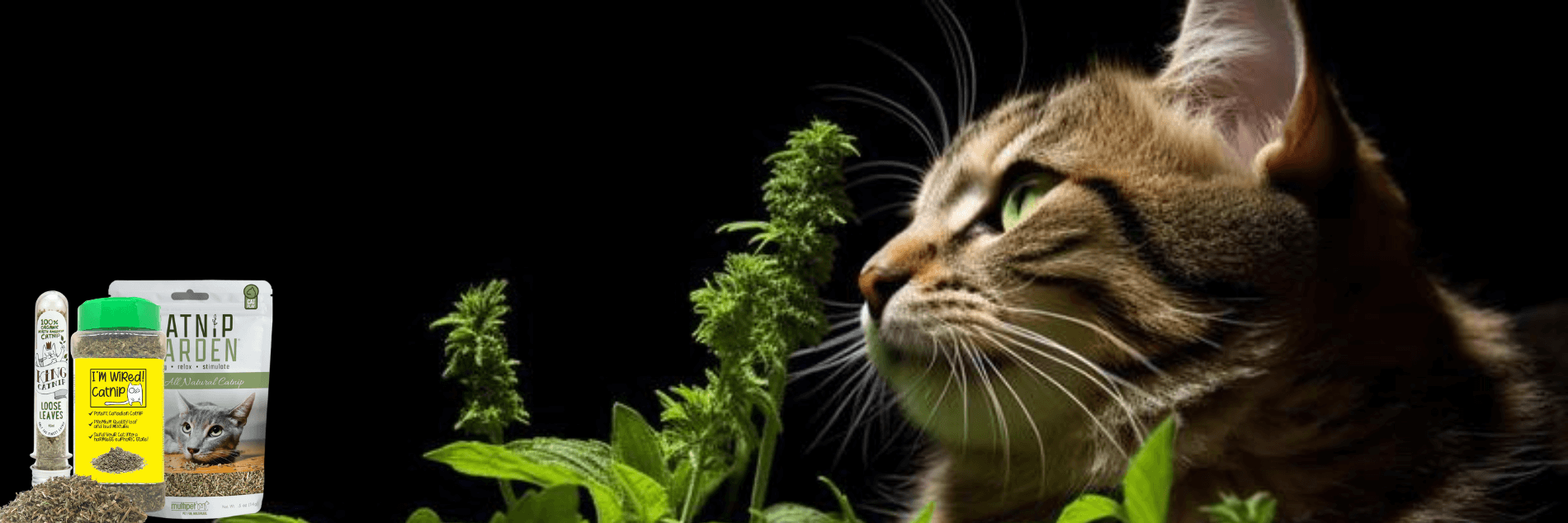 Cat Nip