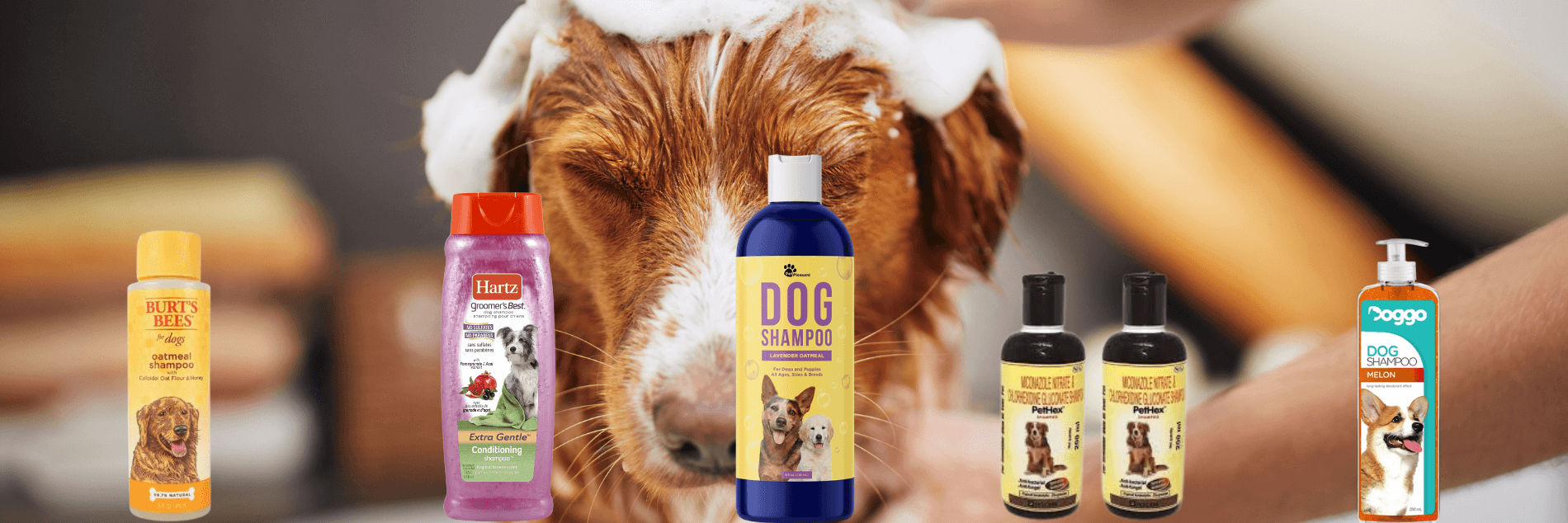 dog shampoo