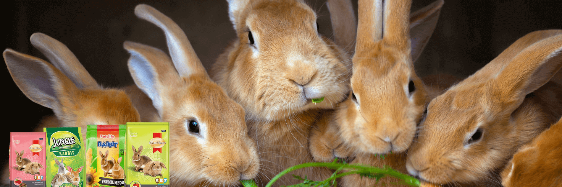 Rabbit Food And Accessories