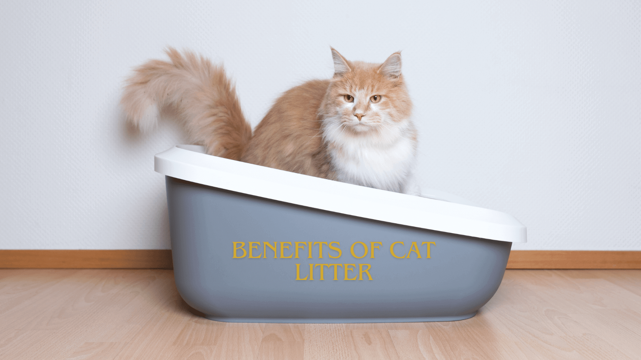 cat litter