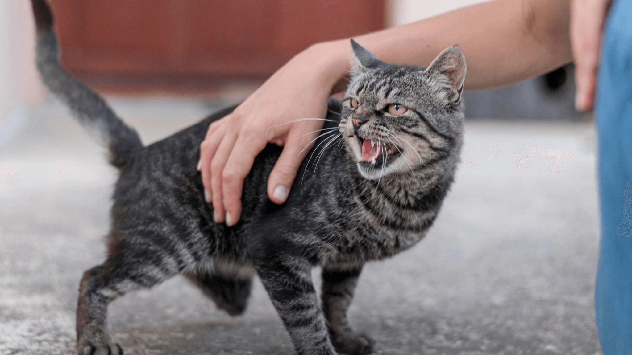 বিড়াল কামড়ালে কত দিনের মধ্যে টিকা দিতে হবে