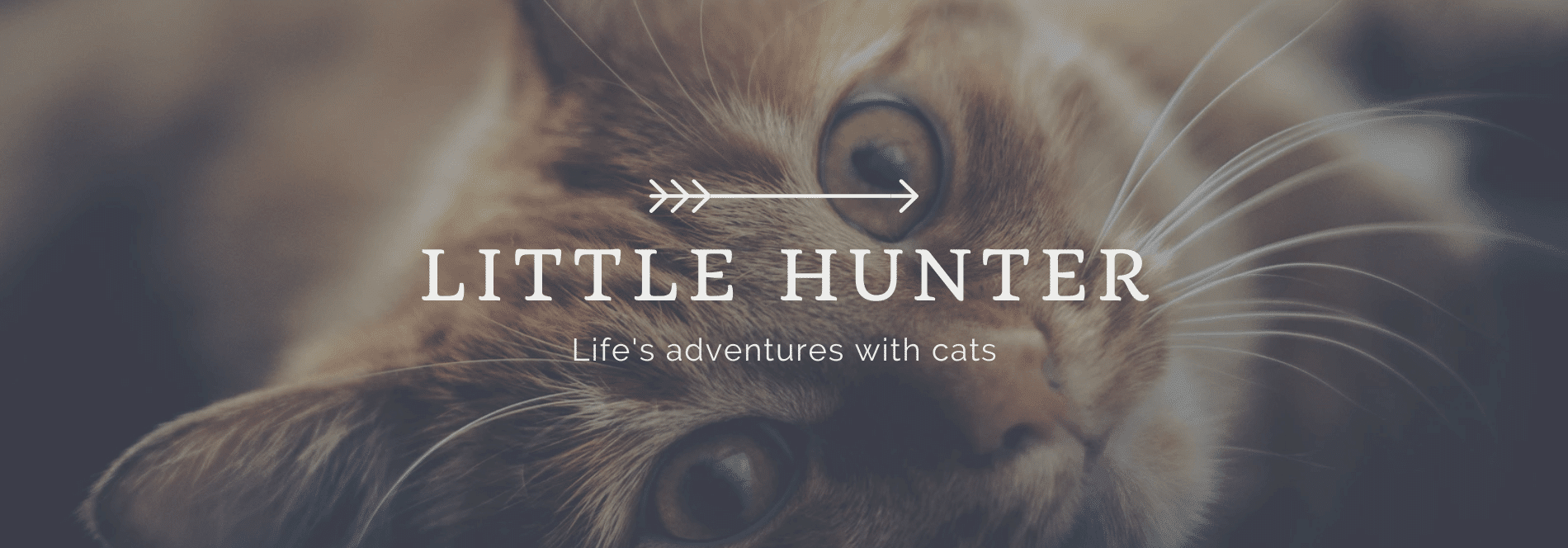 বিড়াল: আপনার পোষা প্রাণীর আচরণ ও যত্ন