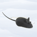 Cat Mouse Toy with Sound