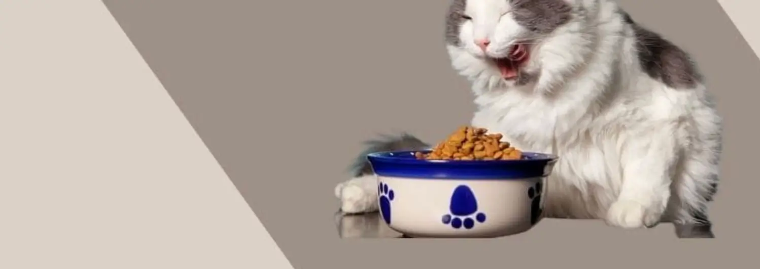 Best Cat Food