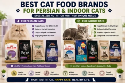 Best Cat Food for Persian Cats and Indoor Cats in Bangladesh
