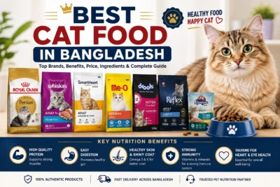 Best Cat Food in Bangladesh with top cat food brands, healthy cat, feeding bowl and key nutrition benefits