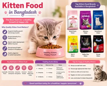 Best kitten food for healthy growth and development