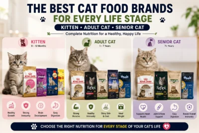 Best Cat Food for Kitten Adult Cat and Senior Cat Life Stages in Bangladesh