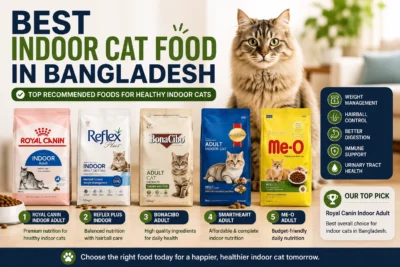 Indoor Cat Feeding Guide Bangladesh