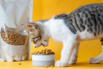 Kitten eating dry kitten food for healthy growth