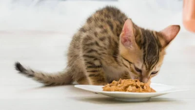 Kitten eating wet food for hydration and nutrition