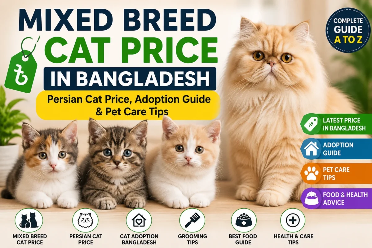 Mixed Breed Cat Price in Bangladesh