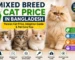 Mixed Breed Cat Price in Bangladesh