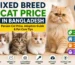 Mixed Breed Cat Price in Bangladesh