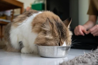 Healthy Persian Cat Coat and Skin Supported by Proper Nutrition