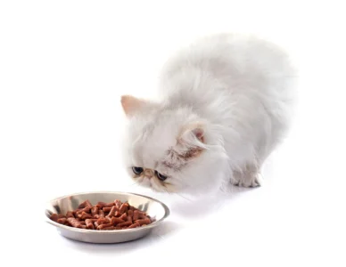 Best Persian Cat Food Bangladesh for Healthy Coat and Digestion