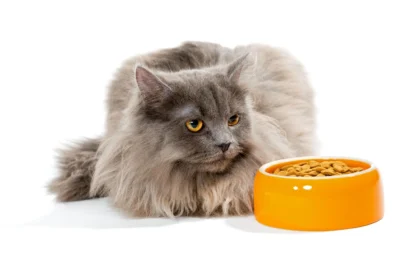 Persian Kitten Food for Healthy Growth and Development