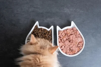 Wet food vs dry food comparison for kittens