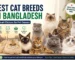 Best cat breeds in Bangladesh for pet owners