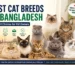 Best cat breeds in Bangladesh for pet owners