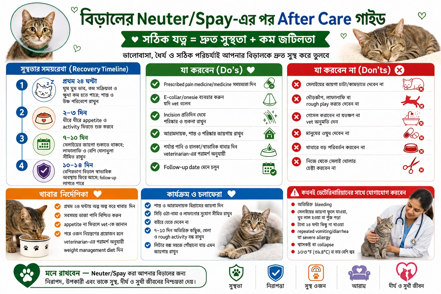 Cat neutering after care guide with recovery timeline, incision care and emergency signs