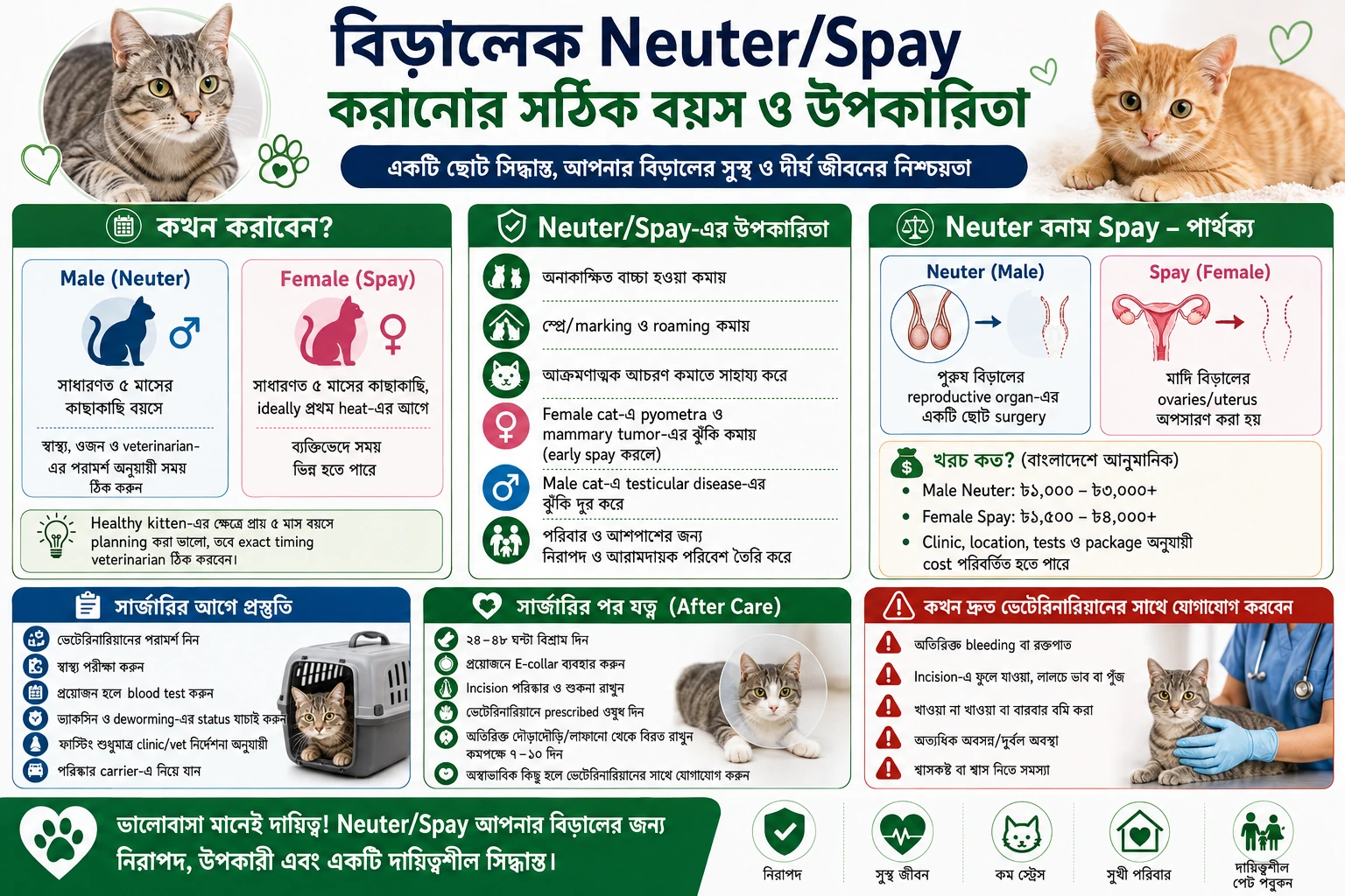Cat neutering and spaying age and benefits in Bangladesh for male and female cats
