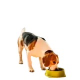 Adult dog food, view 2