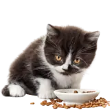 All cat food