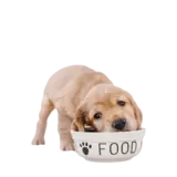 All dog food