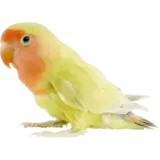 Bird food