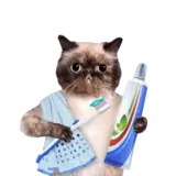 Cat care health