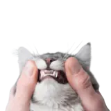 Cat dental care