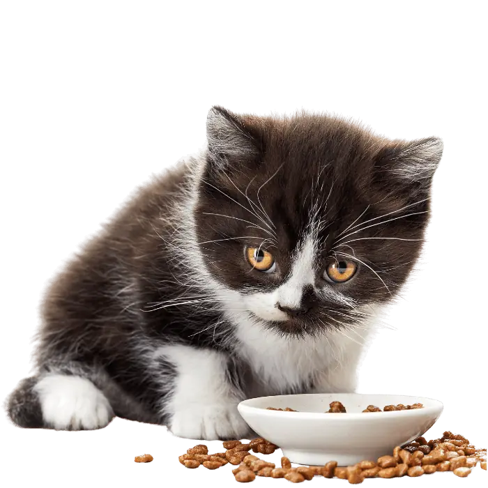 Cat food bangladesh