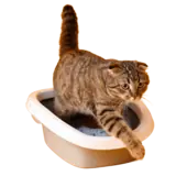 Cat litter box, view 3