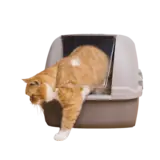 Cat litter, view 3