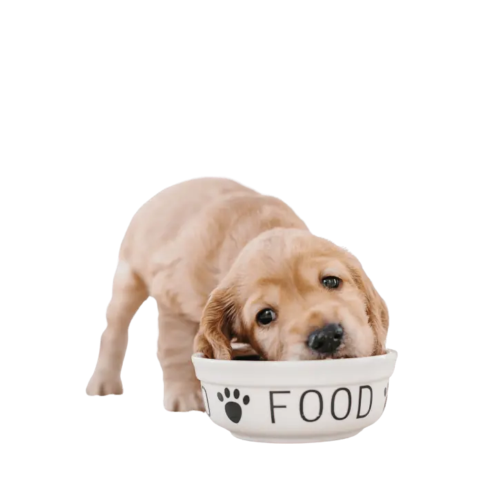Dog food bangladesh