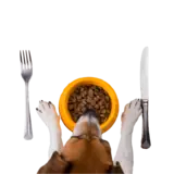 Dog food essentials