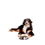 Dog health accessories