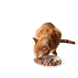 Dry cat food, view 3