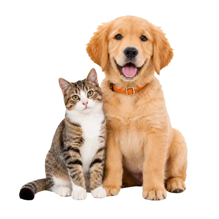 Home pet food bangladesh
