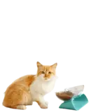 Kitten food, view 4