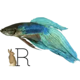 Pet food accessories