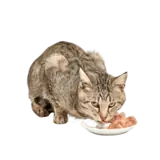 Wet cat food, view 2